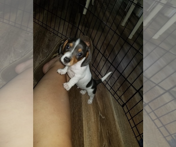 Medium Photo #1 Dachshund Puppy For Sale in SPRING HOPE, NC, USA