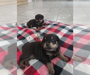 Rottweiler Litter for sale in SPRING LAKE, NC, USA