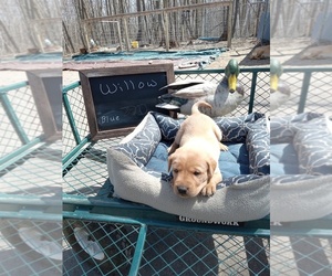 Labrador Retriever Litter for sale in RANDALL, MN, USA