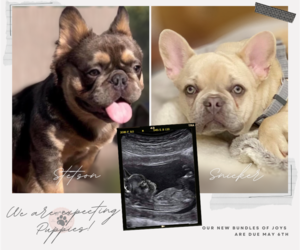 French Bulldog Litter for sale in CYPRESS, TX, USA