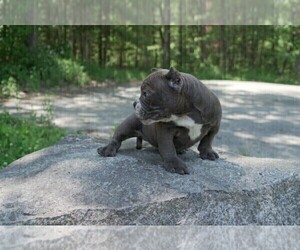 American Bully-American Pit Bull Terrier Mix Litter for sale in DRACUT, MA, USA