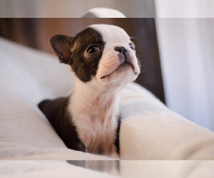 Boston Terrier Litter for sale in SPRINGFIELD, OH, USA