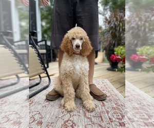 Poodle (Standard) Litter for sale in KITTY HAWK, NC, USA