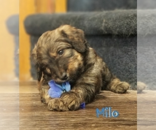 Medium Photo #1 Bordoodle Puppy For Sale in CLEARFIELD, UT, USA