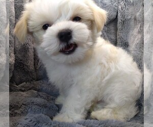 Maltese-Poodle (Toy) Mix Litter for sale in NASHVILLE, NC, USA