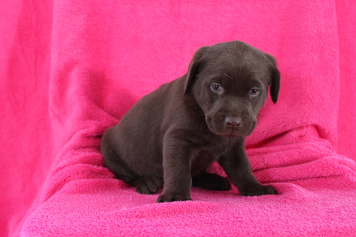 Medium Photo #1 Labrador Retriever Puppy For Sale in LINDEN, PA, USA