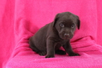 Small Photo #1 Labrador Retriever Puppy For Sale in LINDEN, PA, USA