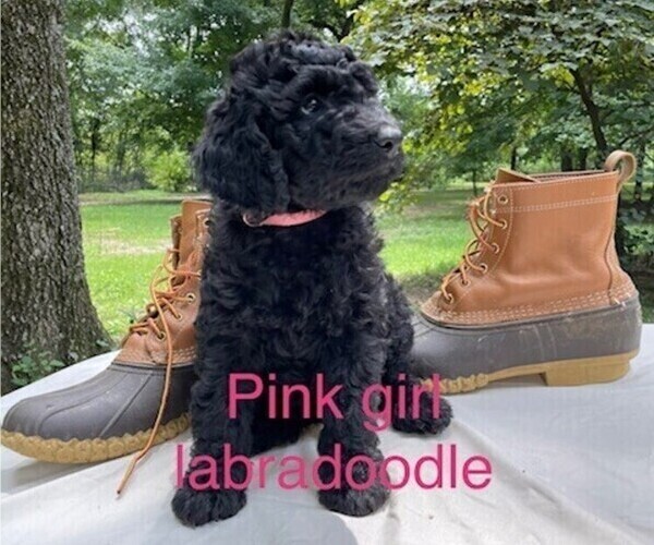 Medium Photo #1 Labradoodle Puppy For Sale in BROKEN BOW, OK, USA