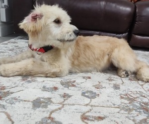 Goldendoodle Litter for sale in SANTA ANA, CA, USA