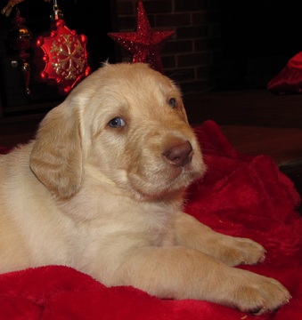 Medium Photo #1 Labradoodle Puppy For Sale in ETNA GREEN, IN, USA