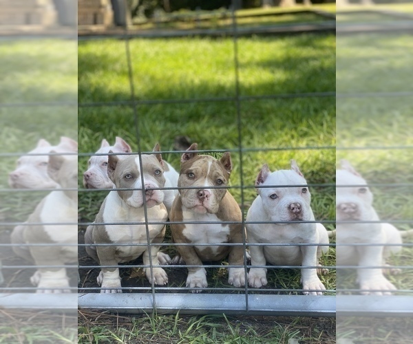 Medium Photo #1 American Bully Puppy For Sale in FRANKLINTON, LA, USA