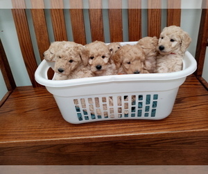 Goldendoodle-Poodle (Miniature) Mix Litter for sale in NORTH LIBERTY, IN, USA