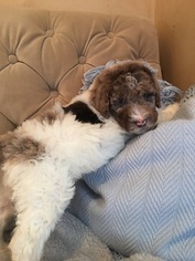 Poodle (Standard) Litter for sale in BLOOMINGTON, UT, USA