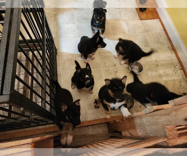 Medium Photo #1 German Shepherd Dog-Siberian Husky Mix Puppy For Sale in FREDERICKSBURG, VA, USA
