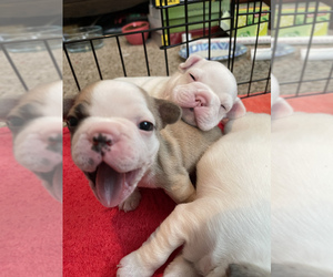 French Bulldog Litter for sale in CLOVIS, CA, USA