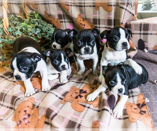 Medium Photo #1 Boston Terrier Puppy For Sale in WAKARUSA, IN, USA