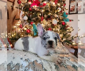 French Bulldog Litter for sale in PANORA, IA, USA