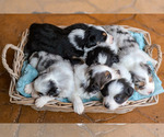 Small Photo #1 Australian Shepherd Puppy For Sale in UNION, MO, USA