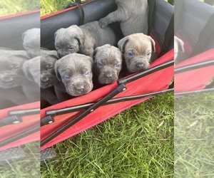 Cane Corso Litter for sale in GREENFIELD, IN, USA