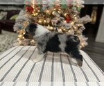 Small Photo #1 Australian Shepherd Puppy For Sale in BAKERSFIELD, CA, USA