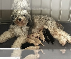 Miniature Bernedoodle Litter for sale in CHARDON, OH, USA