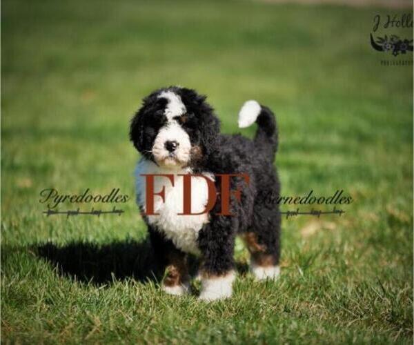 Medium Photo #1 Bernedoodle Puppy For Sale in BOWLING GREEN, OH, USA