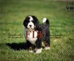 Small Photo #1 Bernedoodle Puppy For Sale in BOWLING GREEN, OH, USA