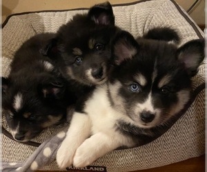 Pomsky Litter for sale in SAN DIEGO, CA, USA