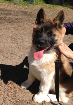 Medium Photo #1 Akita Puppy For Sale in NEVADA CITY, CA, USA