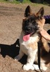 Small Photo #1 Akita Puppy For Sale in NEVADA CITY, CA, USA
