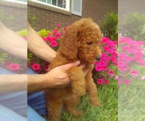 Goldendoodle Litter for sale in CROFTON, KY, USA