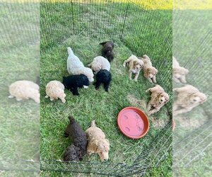 Poodle (Standard) Litter for sale in BLOOMFIELD, MO, USA