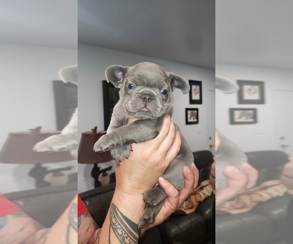 Medium Photo #1 French Bulldog Puppy For Sale in GRANTS PASS, OR, USA
