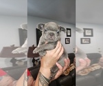 Small Photo #1 French Bulldog Puppy For Sale in GRANTS PASS, OR, USA