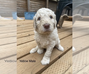 Goldendoodle Litter for sale in BRUSH PRAIRIE, WA, USA