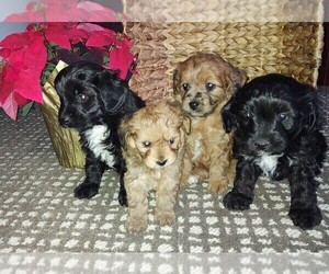Aussiedoodle Miniature  Litter for sale in BREMEN, IN, USA