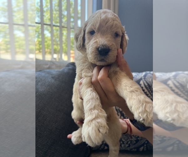 Medium Photo #1 Goldendoodle Puppy For Sale in FONTANA, CA, USA