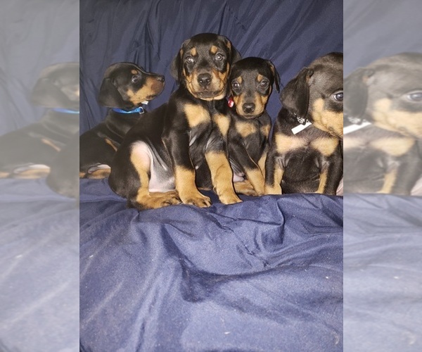 Medium Photo #1 Doberman Pinscher Puppy For Sale in LANSING, IL, USA
