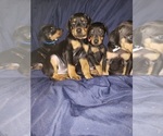 Small Photo #1 Doberman Pinscher Puppy For Sale in LANSING, IL, USA