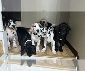 Great Dane Litter for sale in NILES, OH, USA