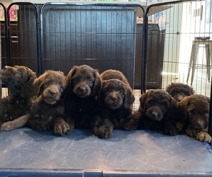 Labradoodle Litter for sale in ABERNATHY, TX, USA