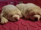 Small Photo #1 Akita Puppy For Sale in CEDAR MILLS, MN, USA