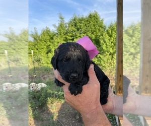 Labradoodle Litter for sale in EASTMAN, GA, USA