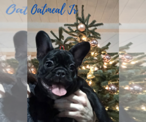French Bulldog Litter for sale in OAKLAND, OR, USA