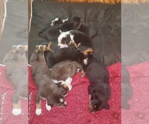 Australian Shepherd-English Coonhound Mix Litter for sale in ROY, WA, USA