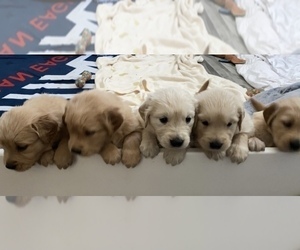 Golden Retriever Litter for sale in KNOXVILLE, TN, USA