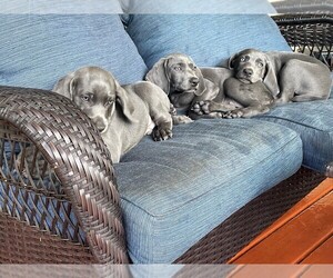 Weimaraner Litter for sale in KNOXVILLE, TN, USA