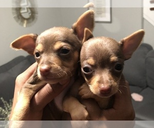 Chihuahua Litter for sale in TEANECK, NJ, USA