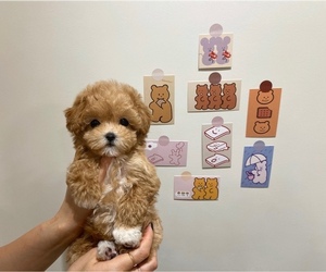 Medium Maltipoo