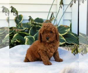 Goldendoodle (Miniature) Litter for sale in BREMEN, IN, USA